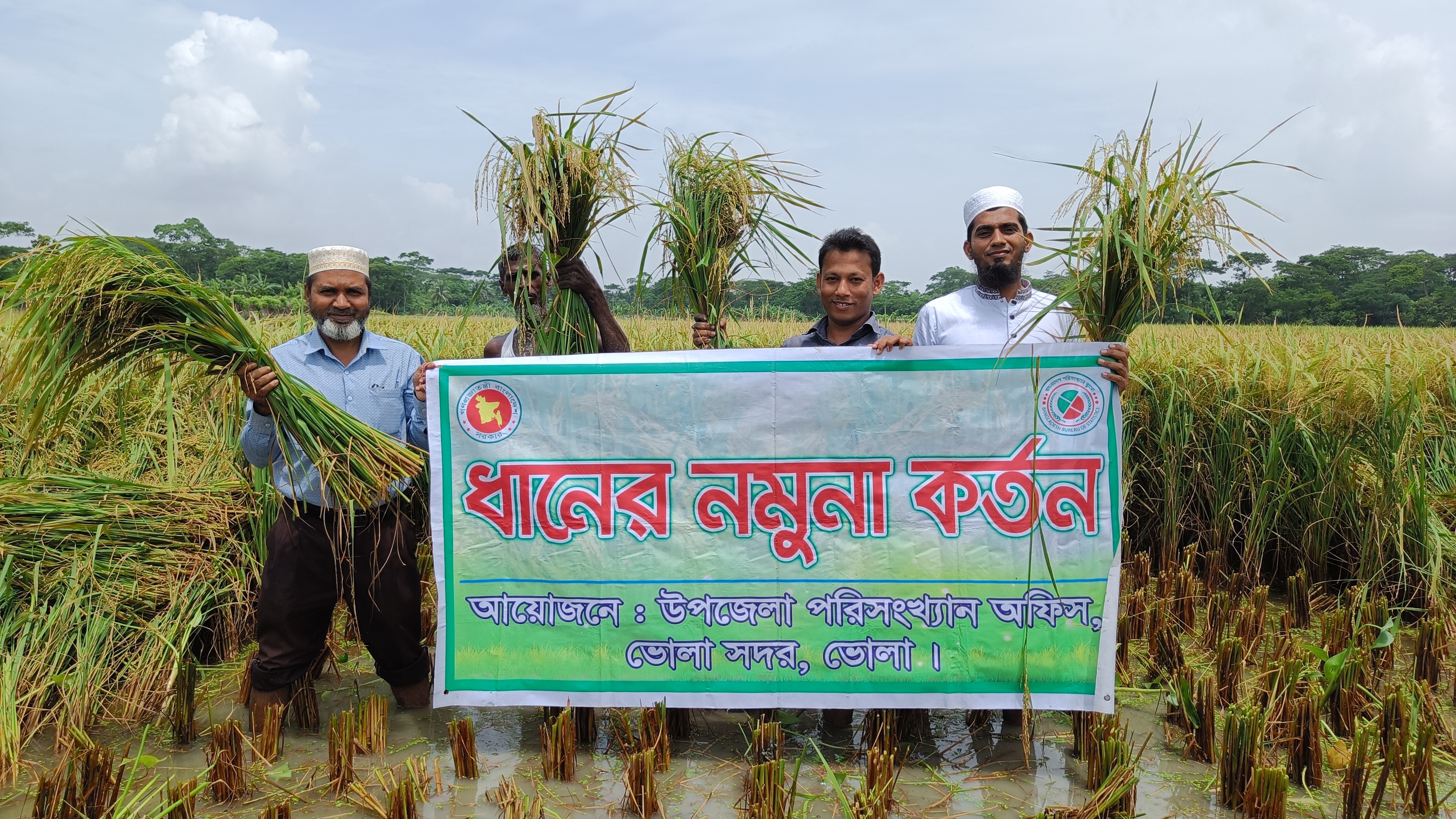 আউশ ফসলের নমুনা কর্তন