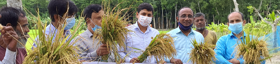 উপজেলা কৃষি অফিস এর সাথে আউশ ফসল কর্তন