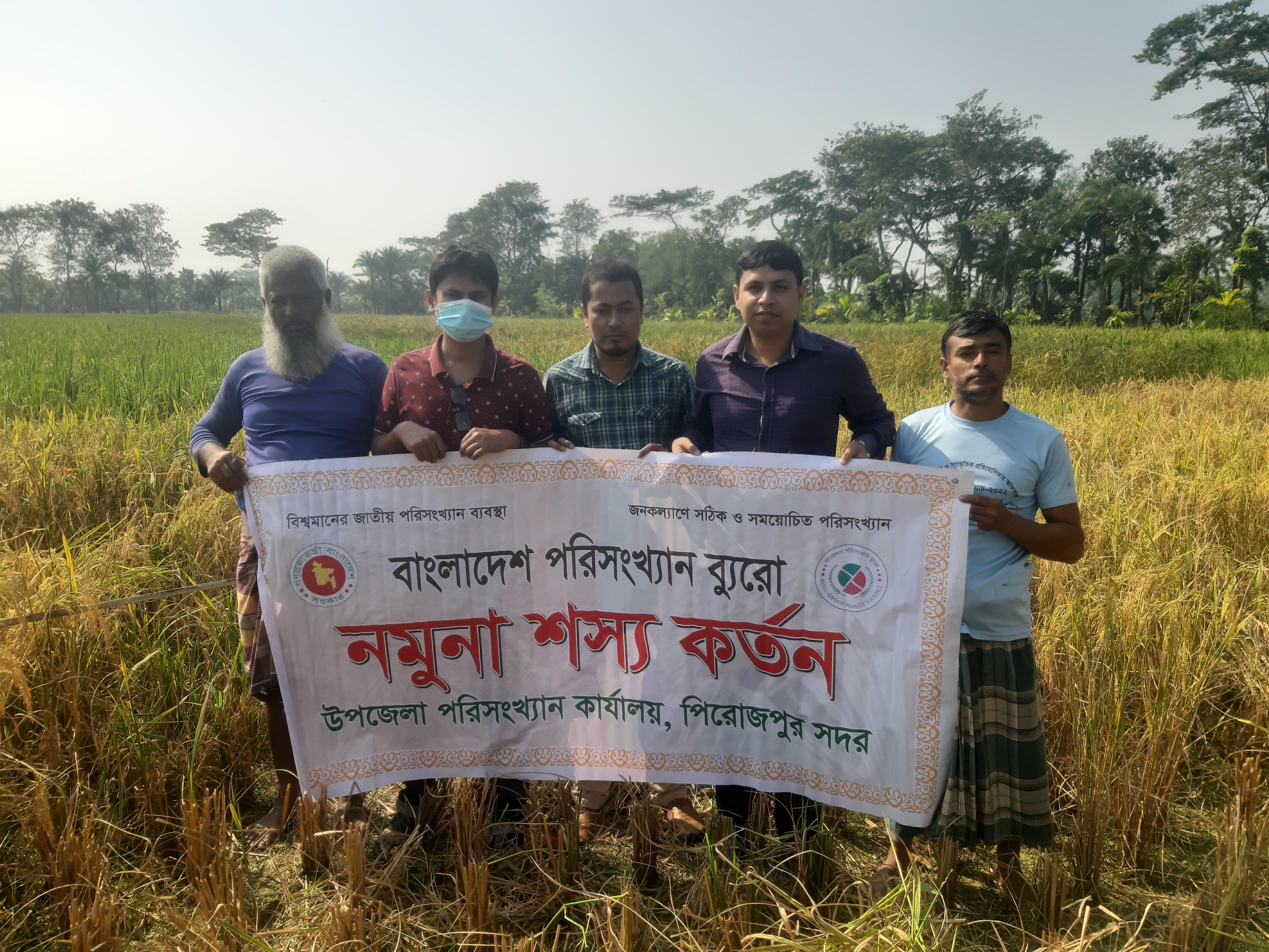আমন ফসলের কর্তন