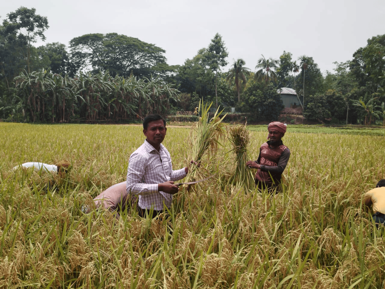 নমুনা শস্য কর্তন