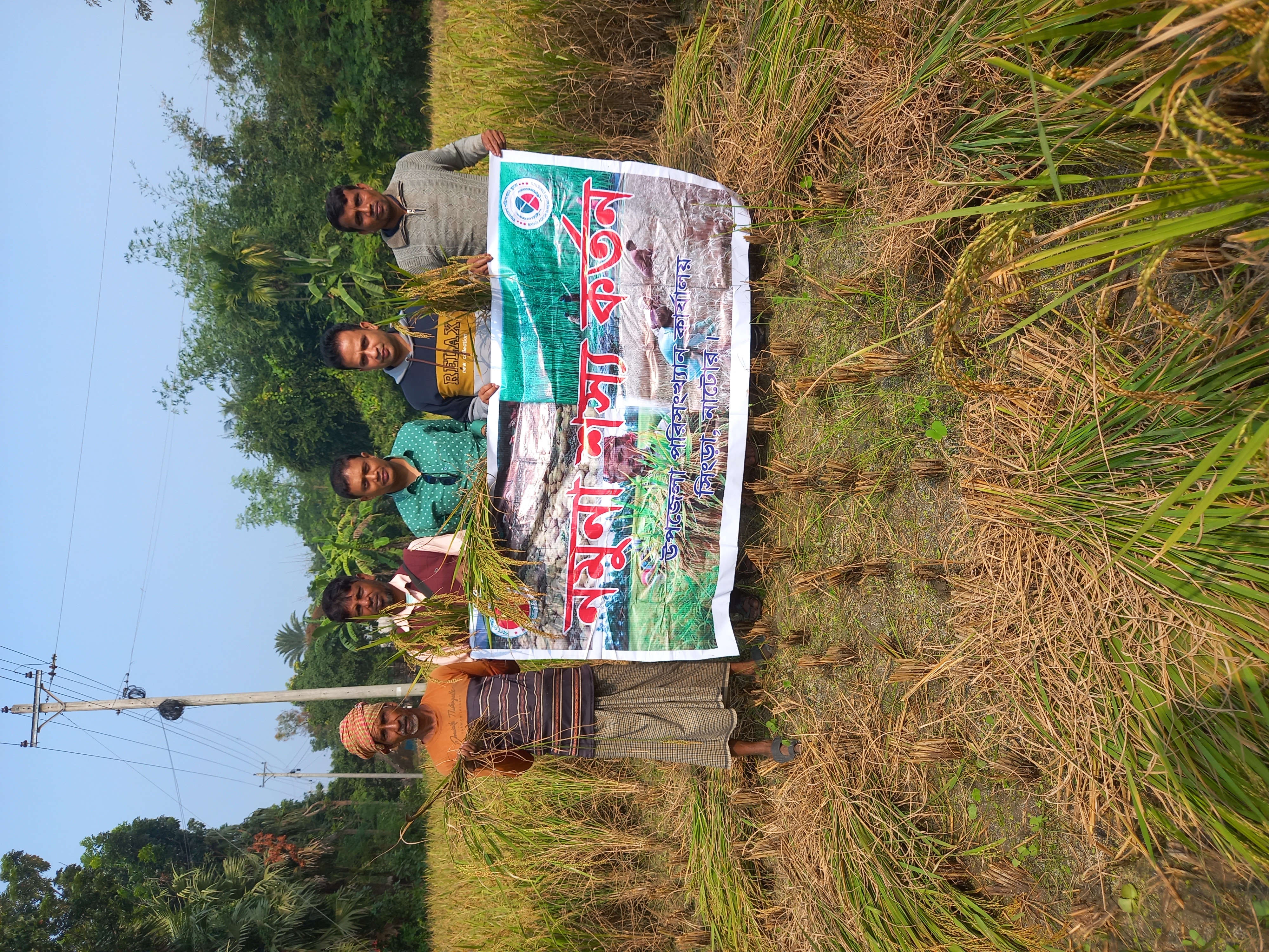 আমন ফসলের নমুনা কর্তন-2025