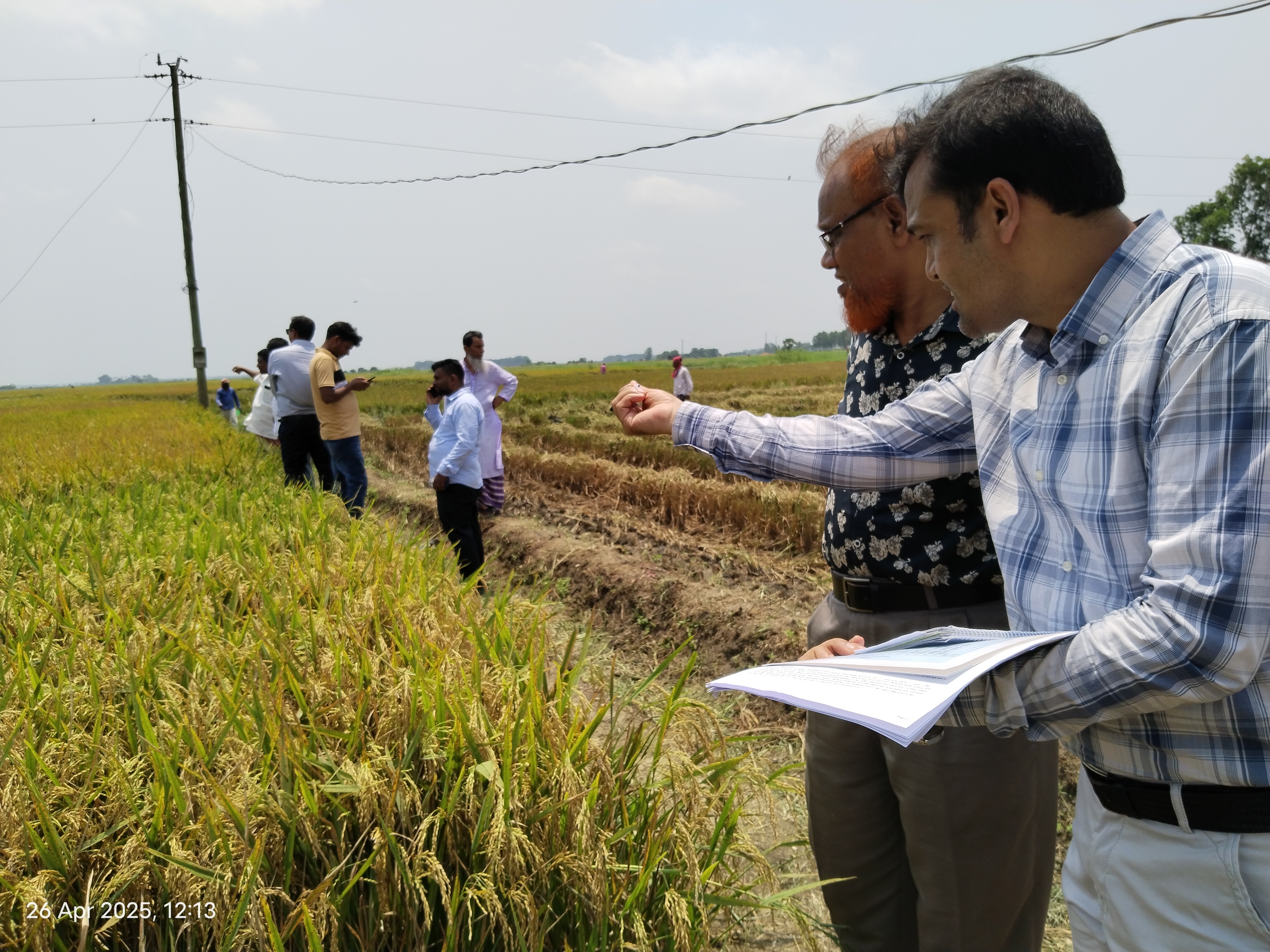 বোরো ধান কর্তন