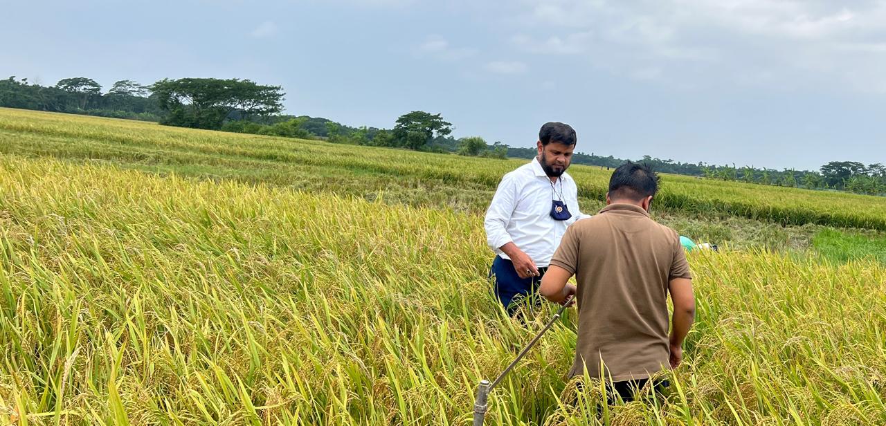 ২০২৪ সালে তজুমদ্দিন উপজেলার বোরো ফসল কর্তণ।