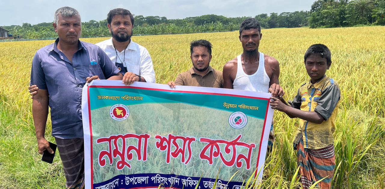 ২০২৪ সালে তজুমদ্দিন উপজেলার বোরো ফসল কর্তণ।