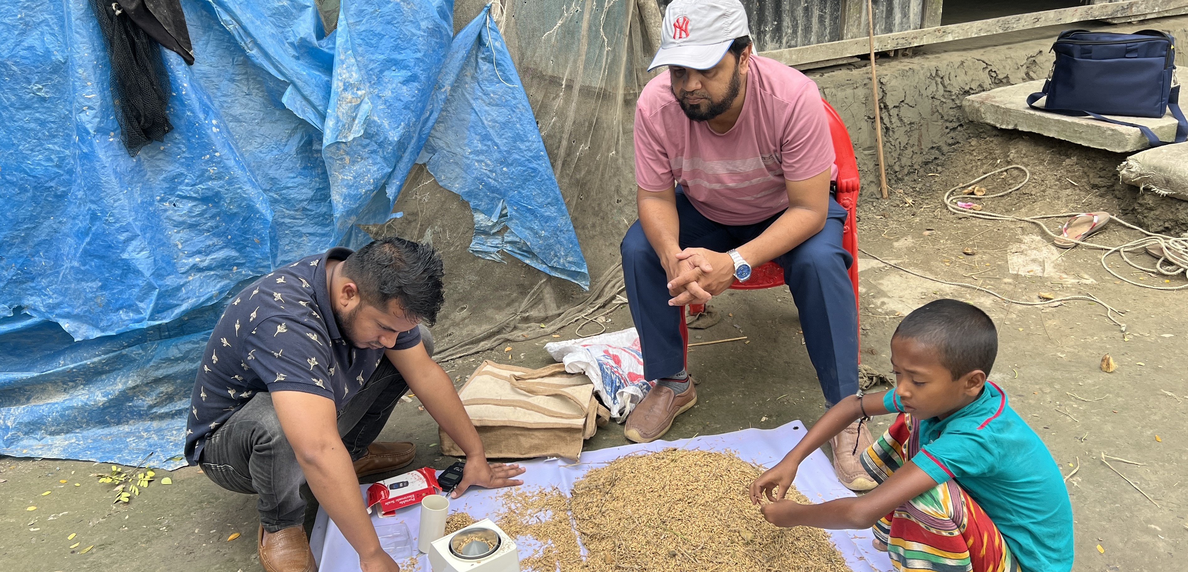 ফসলের নমুনা কর্তণ