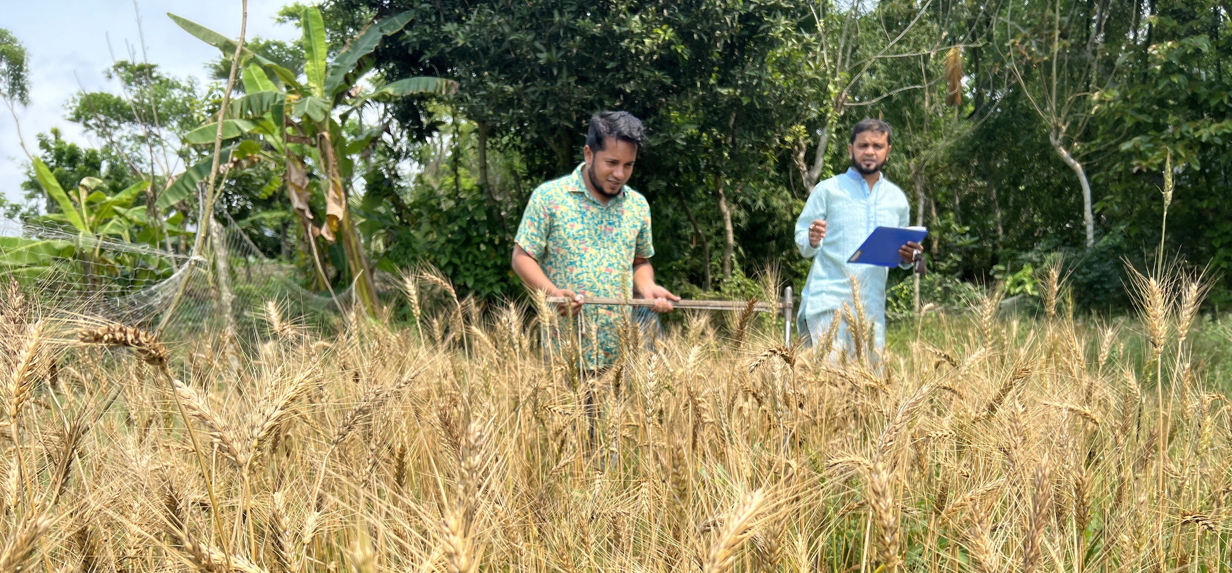 গম ফসলের নমুনা কর্তণ