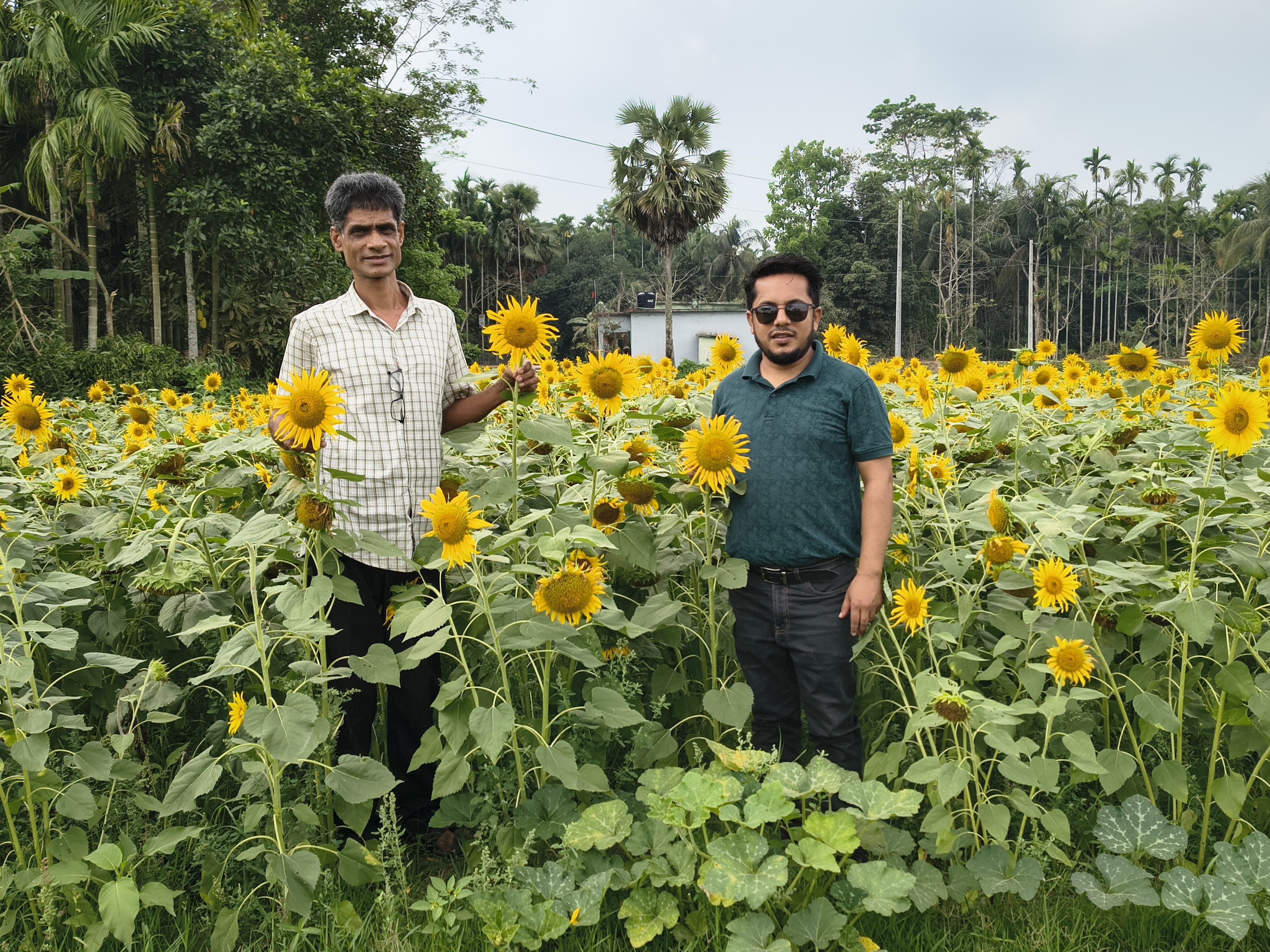 মাঠ পর্যায়ে সূর্যমূখী পরিদর্শন