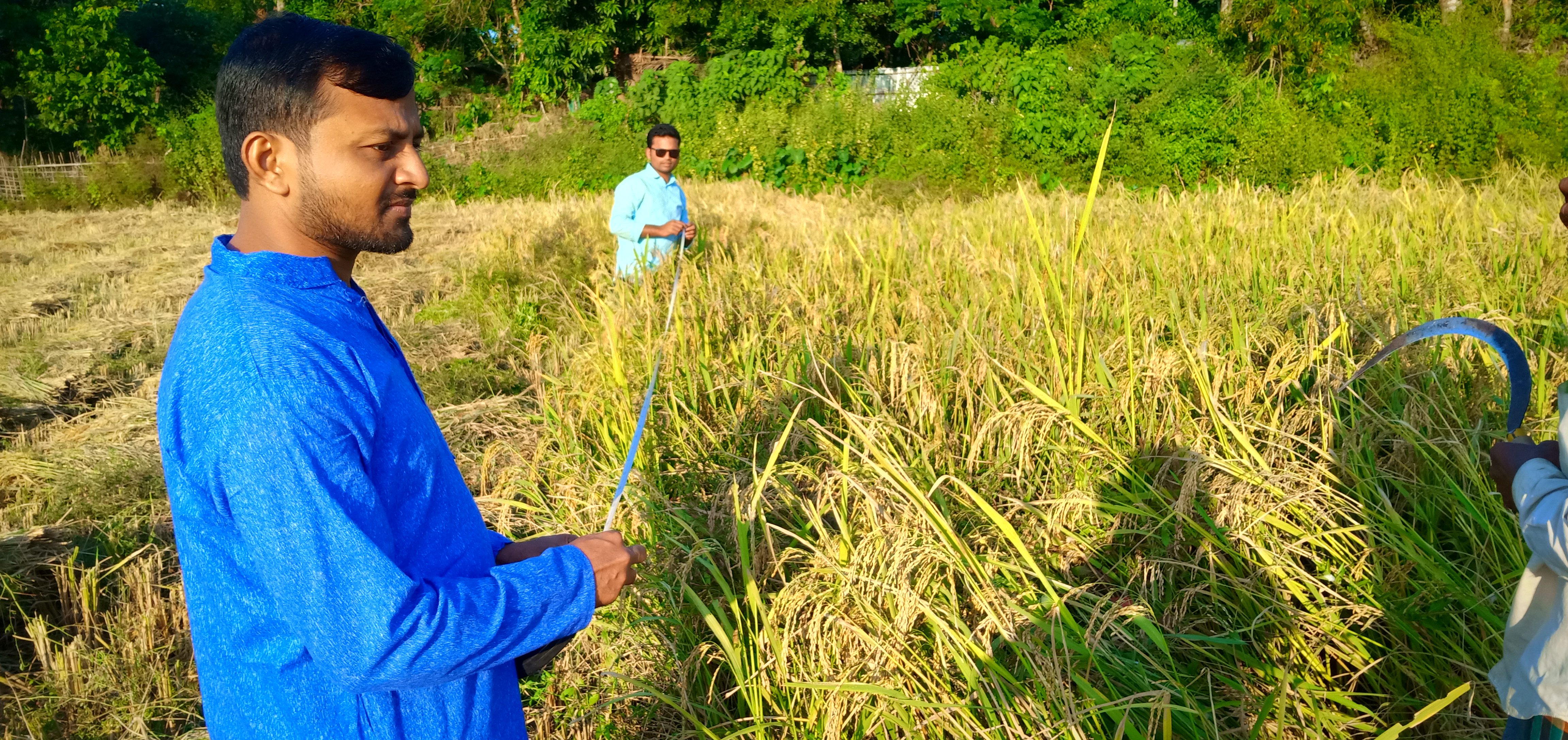 আমন কর্তন ২০১৯