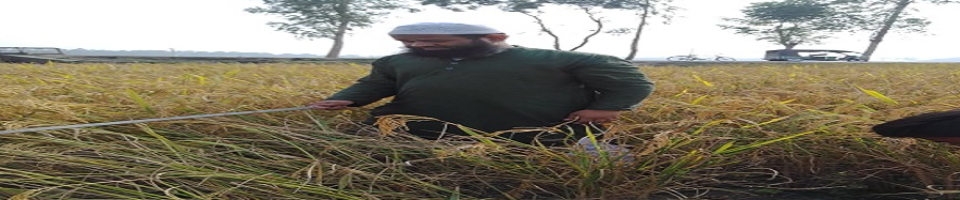 নমুনা ফসল কর্তন ০৪