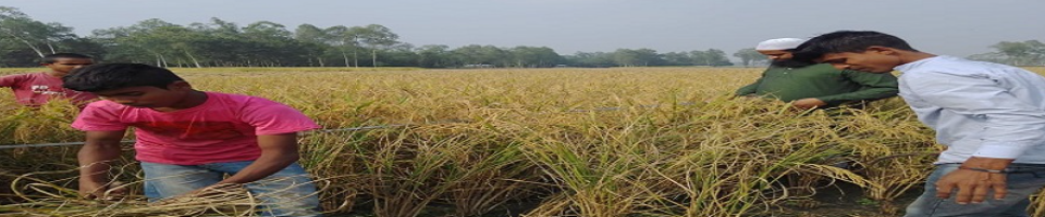 নমুনা ফসল কর্তন ৩