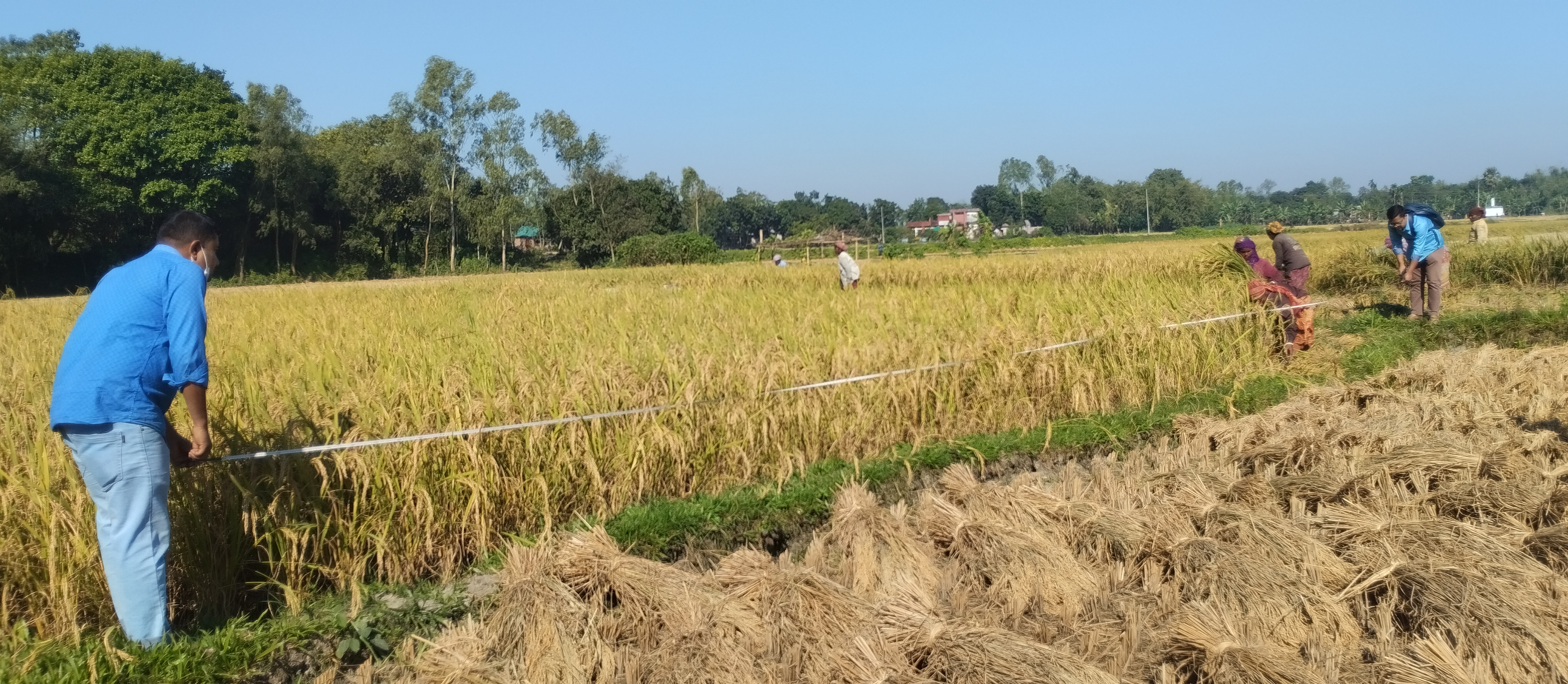 আমন ফসলের নমুনা কর্তন ০১/২০২৫