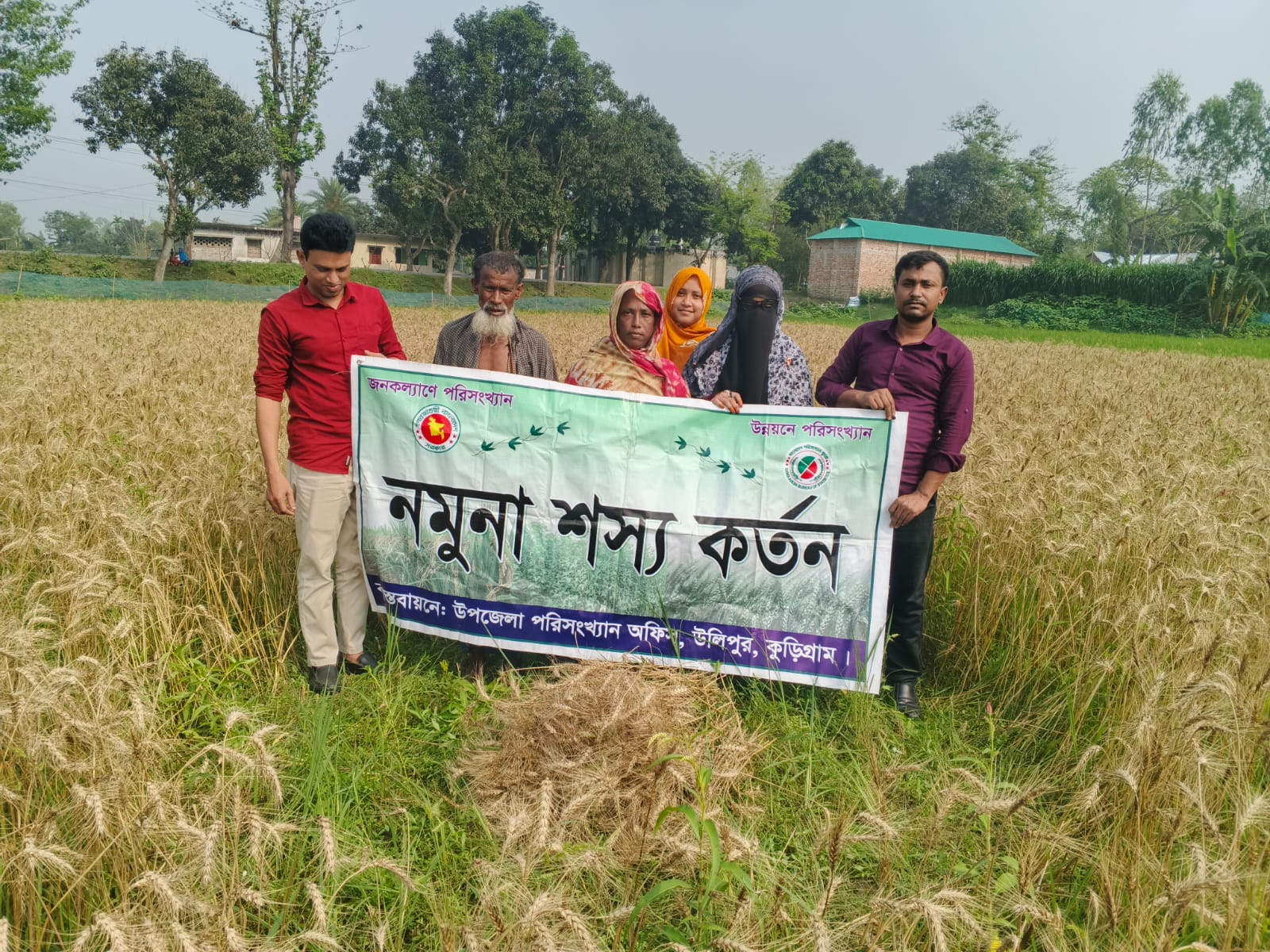 গম কর্তন ছবি