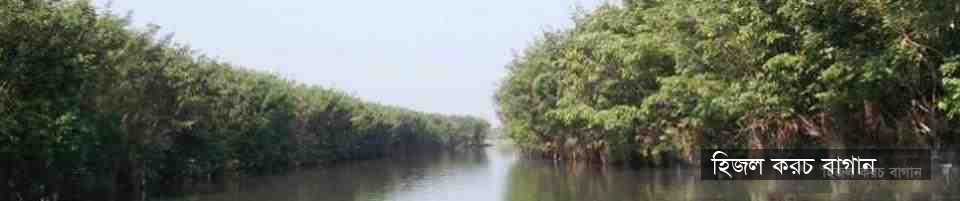 হিজল করচ বাগান