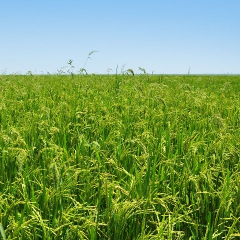 কৃষি বিষয়ক কার্যক্রম