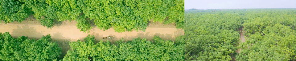 রাবার বাগান২