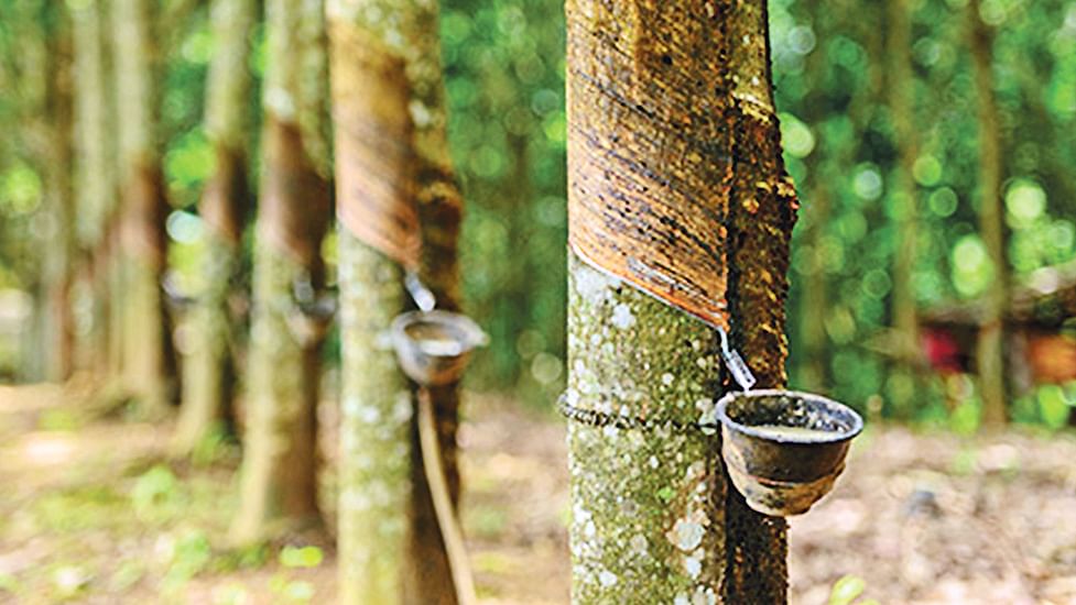 রাবার চাষ