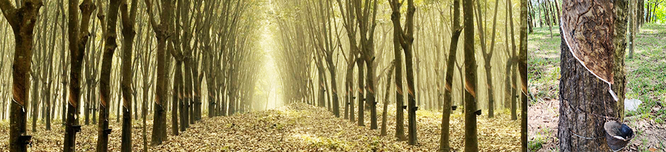 রাবার বাগান