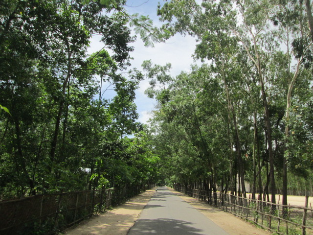 সামাজিক বনায়ন