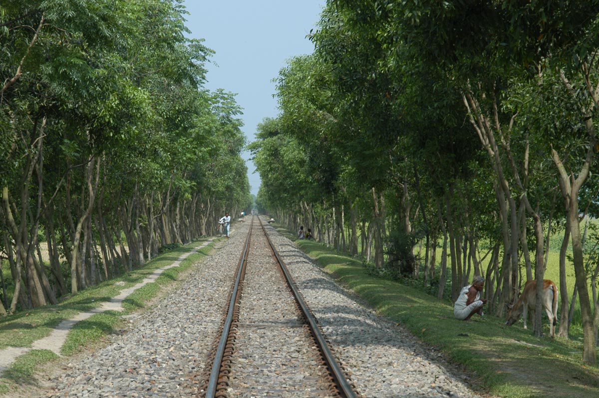 সামাজিক বনায়ন