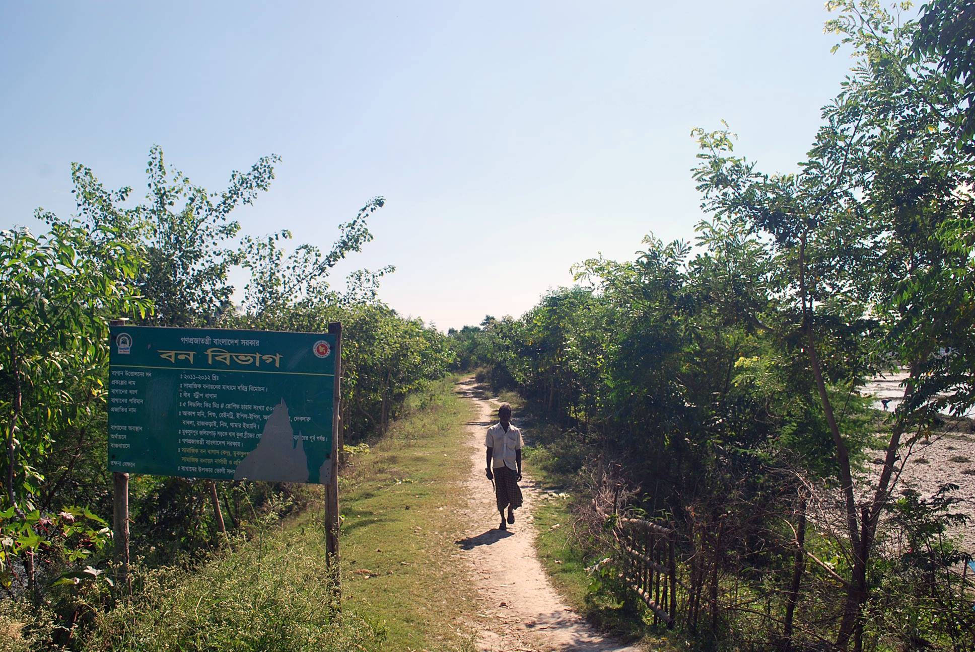 সামাজিক বনায়ন