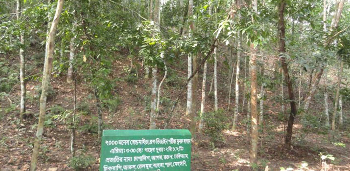 পরীক্ষামূলক বাগান