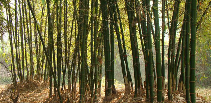 বাঁশ ঝাড় ব্যবস্থাপনা