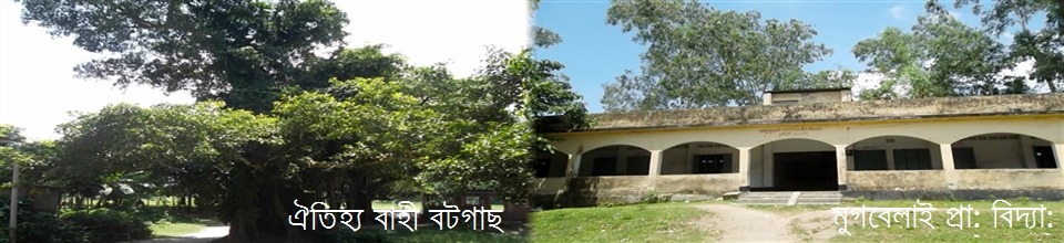 মুগবেলাই সরকারি প্রাথমিক বিদ্যালয়