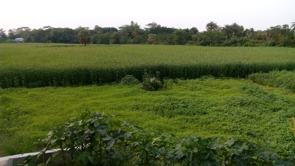 পাট