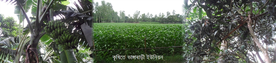 কৃষিতে ভাঙ্গাবাড়ী