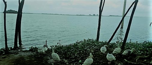 কালিকুটা হাওর, ভাটিপাড়া, দিরাই, সুনামগঞ্জ।
