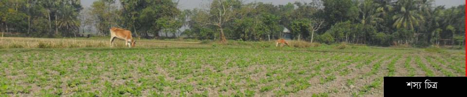 শস্য চিত্র