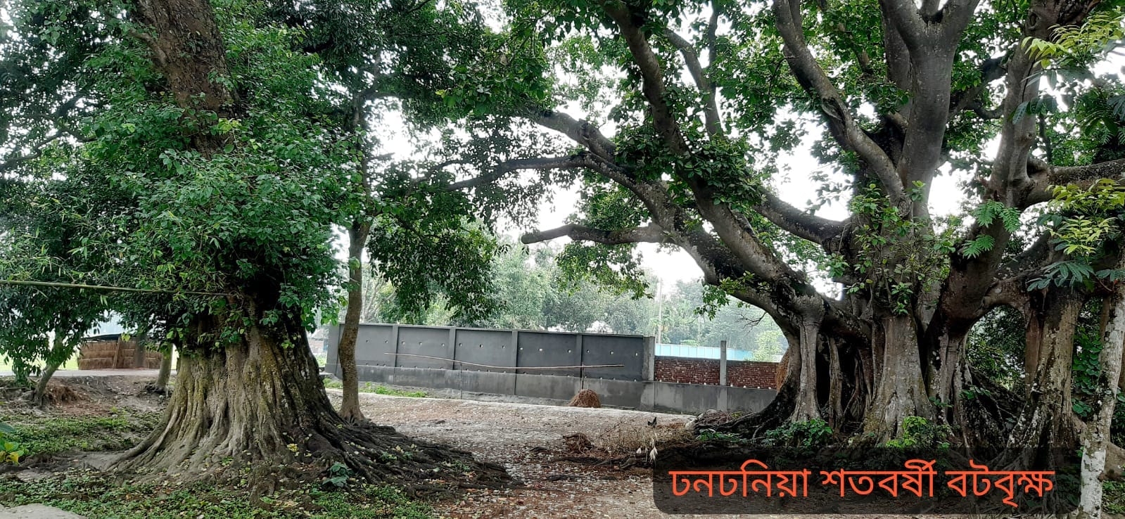 ঢনঢনিয়া শতবর্ষী বটবৃক্ষ