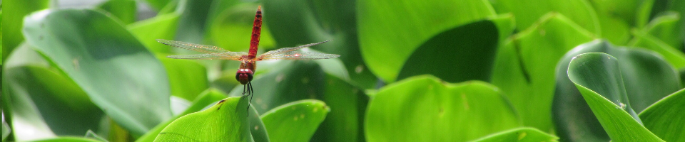 প্রকৃতি