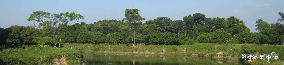 সবুজের সমারোহ