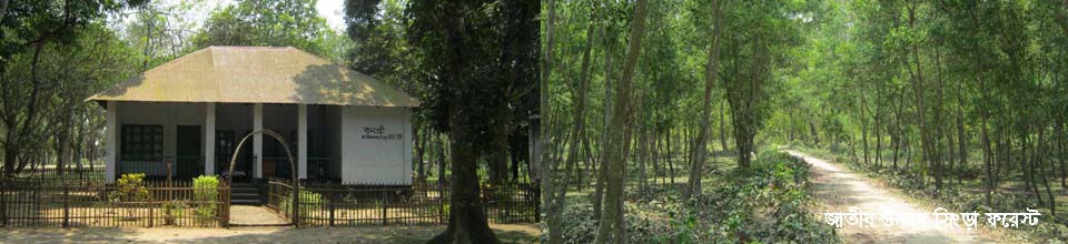 জাতীয় উদ্যাণ সিংড়া ফরেস্ট