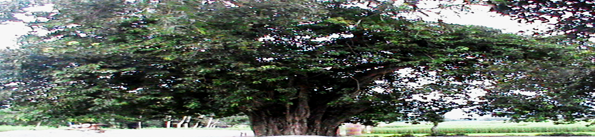 ঐতিহাসিক আড়িয়াখুড়ি বটগাছ