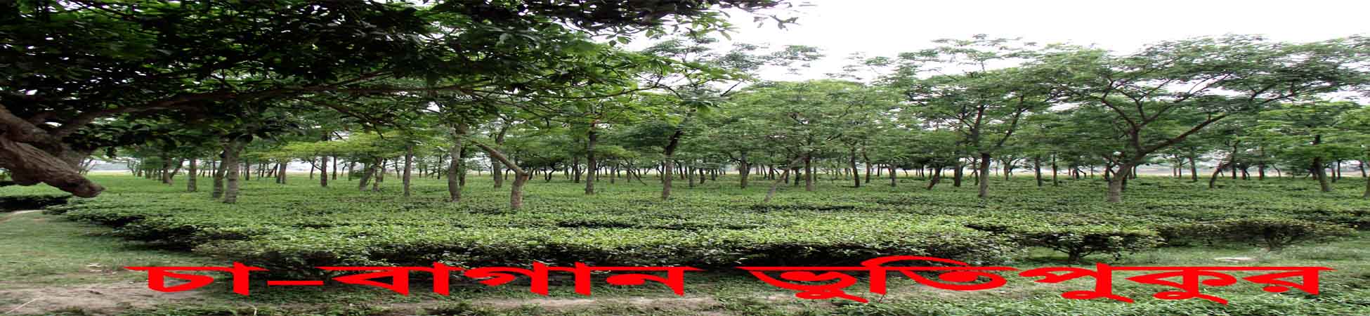 ভুতিপুকুর চা বাগান