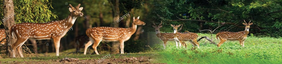 প্রকৃতির ছবি