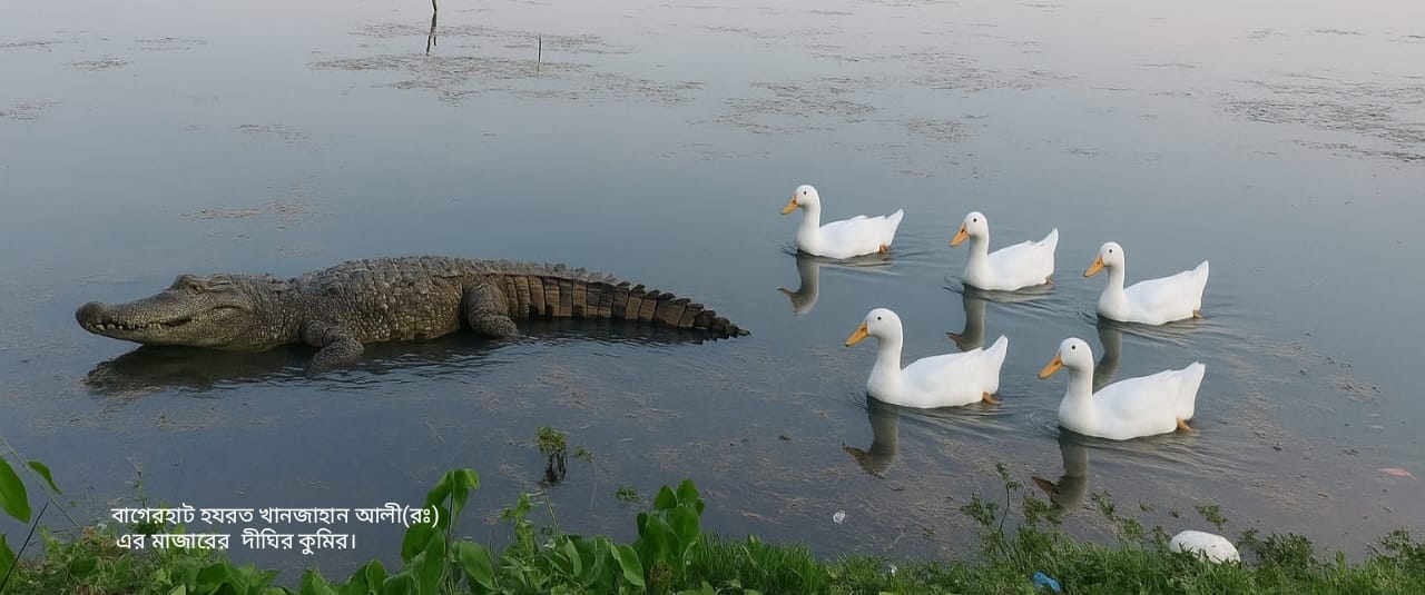 মাজারের কুমির এর ছবি