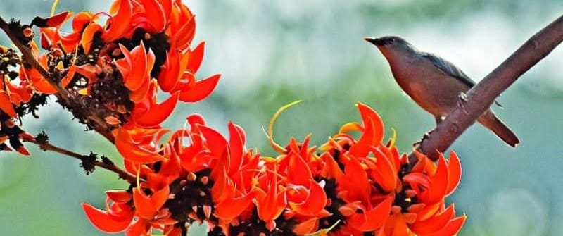 প্রকৃতির ছবি