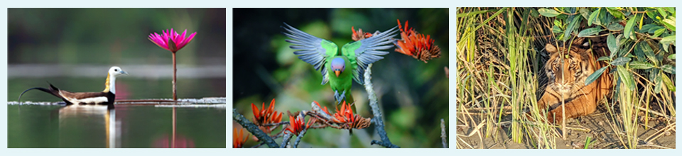 প্রকৃতির ছবি