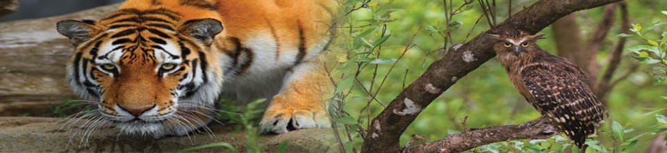 প্রকৃতির ছবি