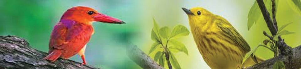 প্রকৃতির ছবি