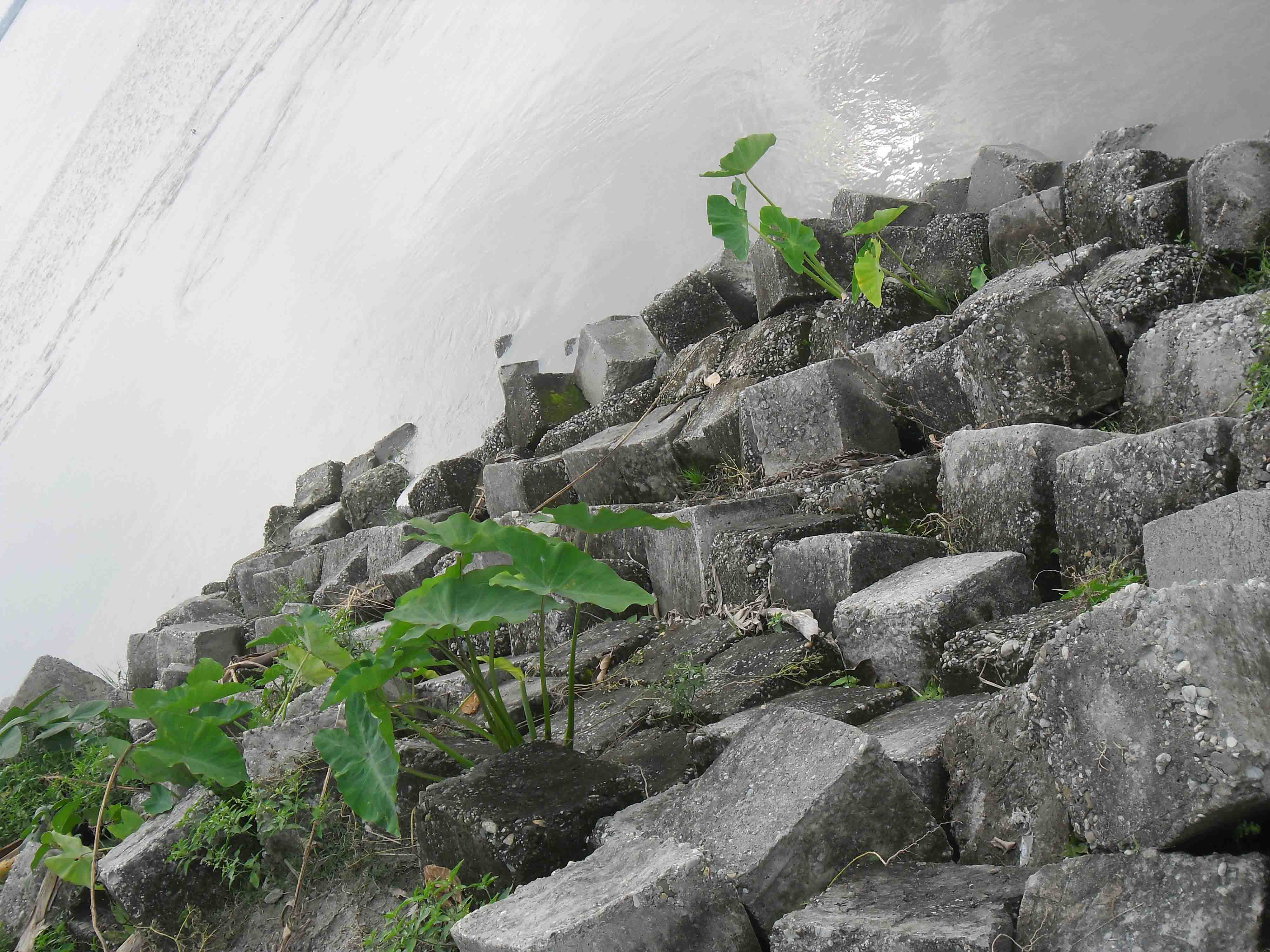 তিস্তা নদী এবং ক্রস বাধের ছবি 