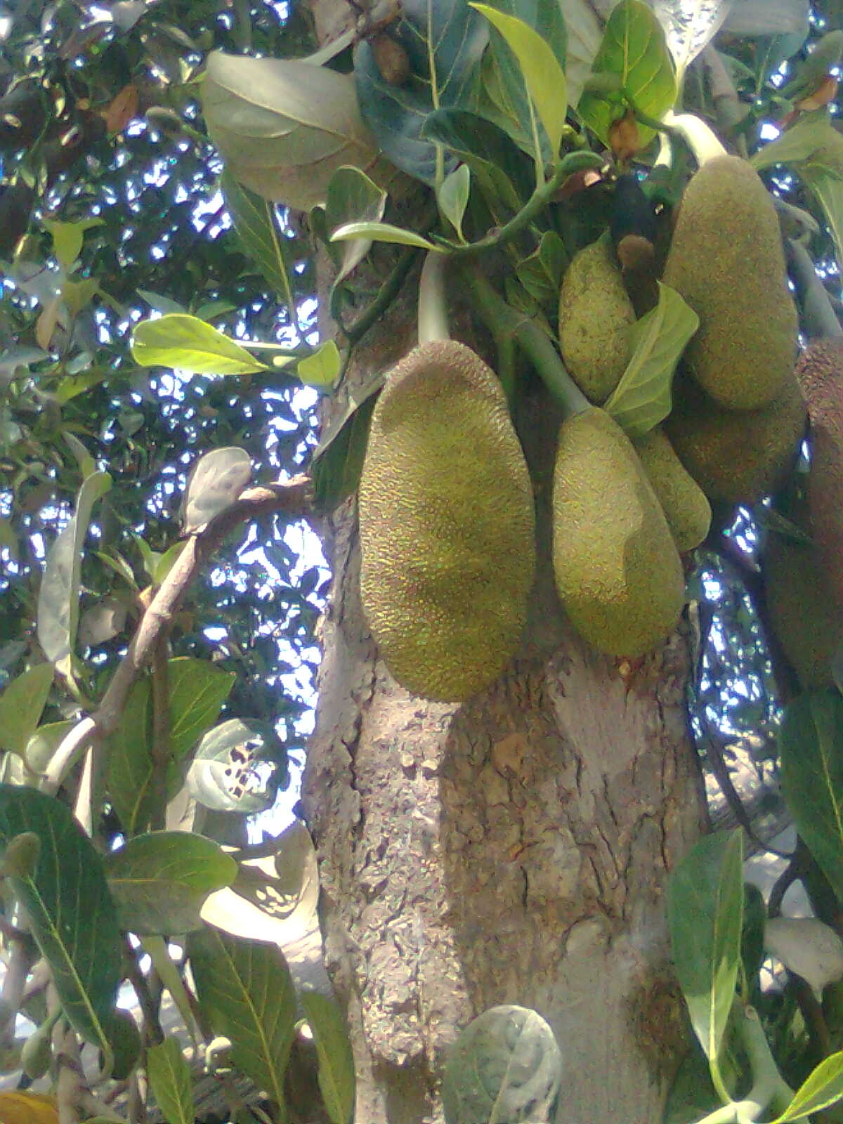 কৃষি ও প্রাণিসম্পদ