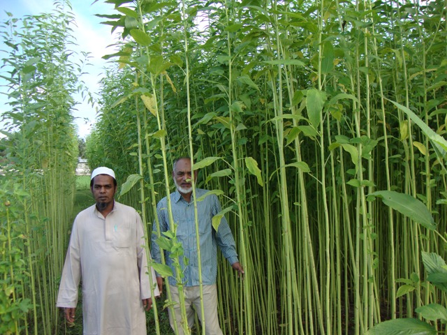 Jute Experiment at Bina Sub-station, Tajhat, Rangpur