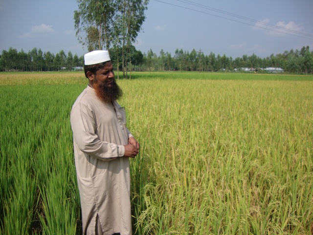 Field view of Binadhan-7 at Atowari, Panchagoar