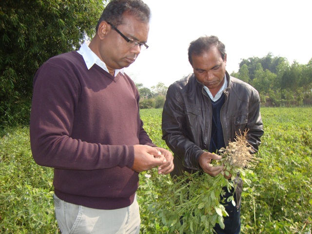 Field view of Binachinbadam-4 at Devigong, Panchagoar