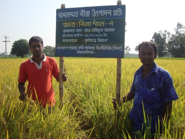TLS Seed production of Binadhan-7 at Lalmonirhat