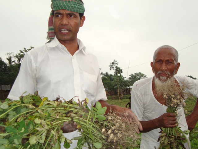 Field view of Binachinabadam-4 at Kaligong, Lalmonirhat